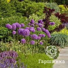 Амбассадор-4