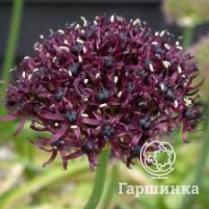 Атропурпуреум-2