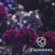 Атропурпуреум-3