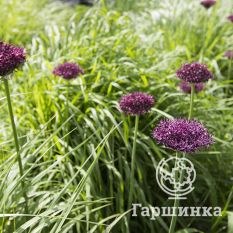 Атропурпуреум-4