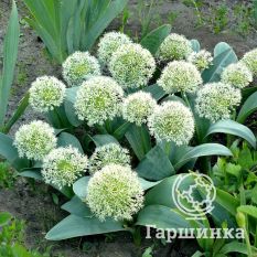 Айвори Квин-2