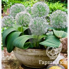 Айвори Квин-4