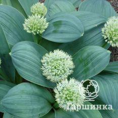 Айвори Квин-3