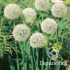 Маунт Эверест-2