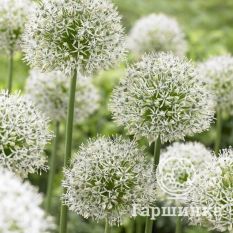 Маунт Эверест-3