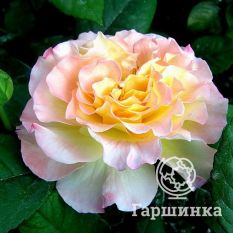 Роза Акварель чайно-гибридная, Тантау-1