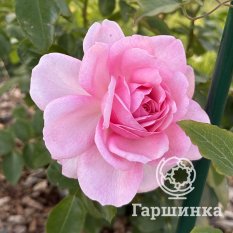 Роза Александра Принцесс де Люксембург, Топалович-4