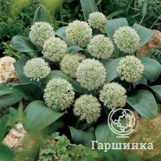 Айвори Квин-1