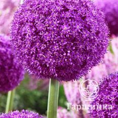 Амбассадор-1