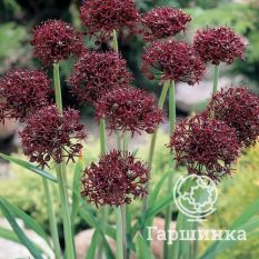 Атропурпуреум-1