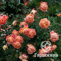 Роза Леди оф Шалотт, Д.Остин кустарниковая-1