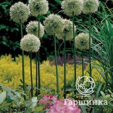 Маунт Эверест-1