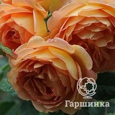 Роза Леди оф Шалотт, Д.Остин кустарниковая-2