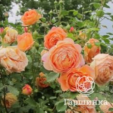 Роза Леди оф Шалотт, Д.Остин кустарниковая-3