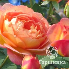 Роза Леди оф Шалотт, Д.Остин кустарниковая-4