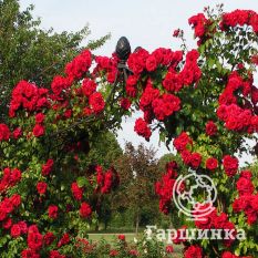 Роза Амадеус плетистая, Топалович-3