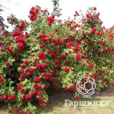 Роза Амадеус плетистая, Топалович-2