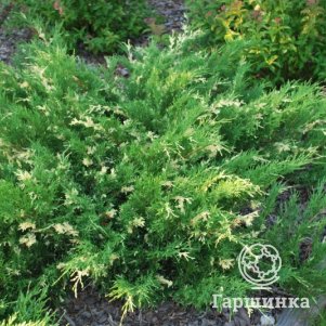 Можжевельник горизонтальный Андорра Вариегата