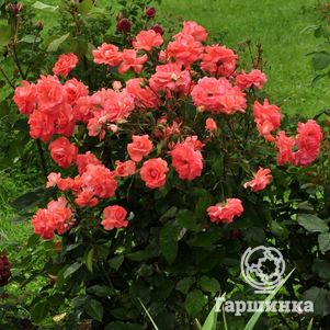 Роза Мюнхен Киндл флорибунда, Imperial Rose