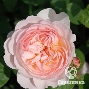 Роза Джентл Гермионе, Д.Остин кустарниковая (лиц)