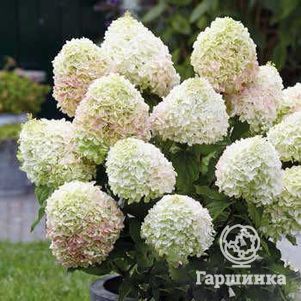Гортензия Саммер Лав (Летняя любовь) метельчатая