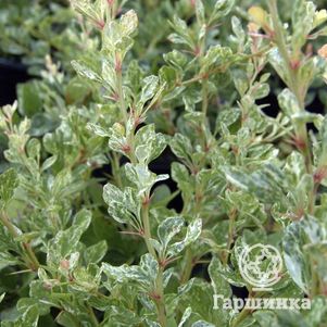 Барбарис Тунберга Сильвер Пилар