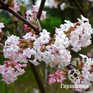 Калина Чарльз Ламонт зимнецветущая розовым