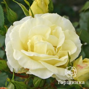 Роза Лимона чайно-гибридная, Кордес (лиц)