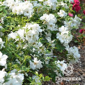 Роза Морден Сноубьюти канадская парковая (лиц)