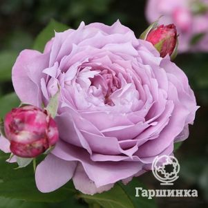 Роза Новалис флорибунда, Кордес (лиц)