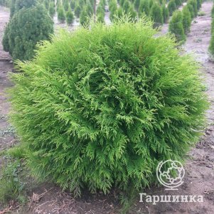 Туя шаровидная Литл Чемпион