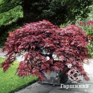 Клен Атропурпуреум