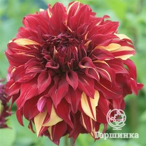 Георгина Богемиан Спартакус (МАКСИ) декоративная