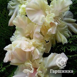 Гладиолус Необыкновенное чудо