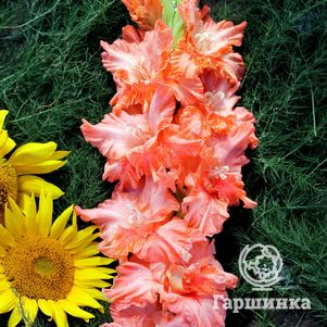 Гладиолус Розовый Жемчуг