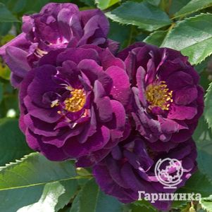 Роза Миднайт Блю, Викс (лиц)