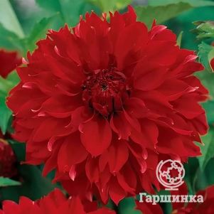 Георгина Ред Фубуки декоративная