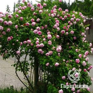 Роза Фердинанд Пичард, Гийо (лиц)