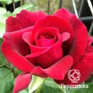 Роза Бельвью, Топалович (лиц)