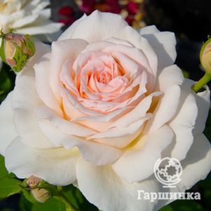 Роза Чандоз Бьюти, Харкнесс (лиц)