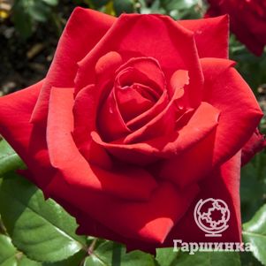 Роза Гранд Аморе, Кордес (лиц)