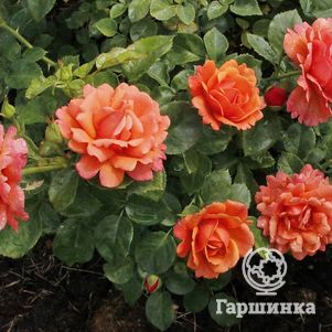 Роза Изи Даз Ит, Харкнесс (лиц)