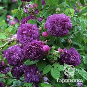 Роза Кардинал де Ришелье, Гийо (лиц)