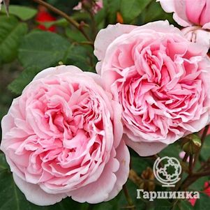 Роза Кисс Ми Кейт плетистая, Кордес (лиц)