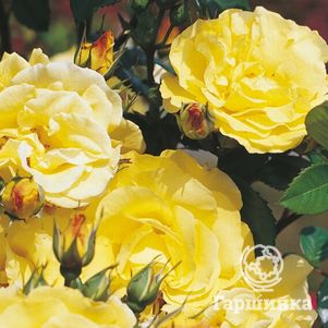 Роза Лихткенигин Люция кустарниковая, Кордес (лиц)