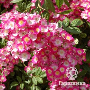 Роза Моцарт, Гийо (лиц)