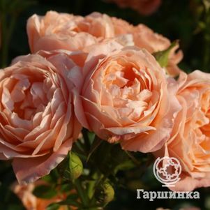 Роза Свит Дрим, Фрайер (лиц)