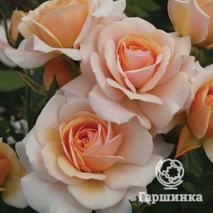 Роза Свит Хани, Топалович (лиц)