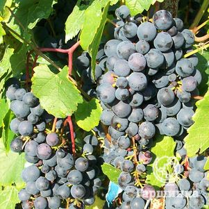 Виноград Мариновский неукрывной