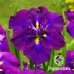 Ирис мечевидный Диннер Плейт Блюберри Пай